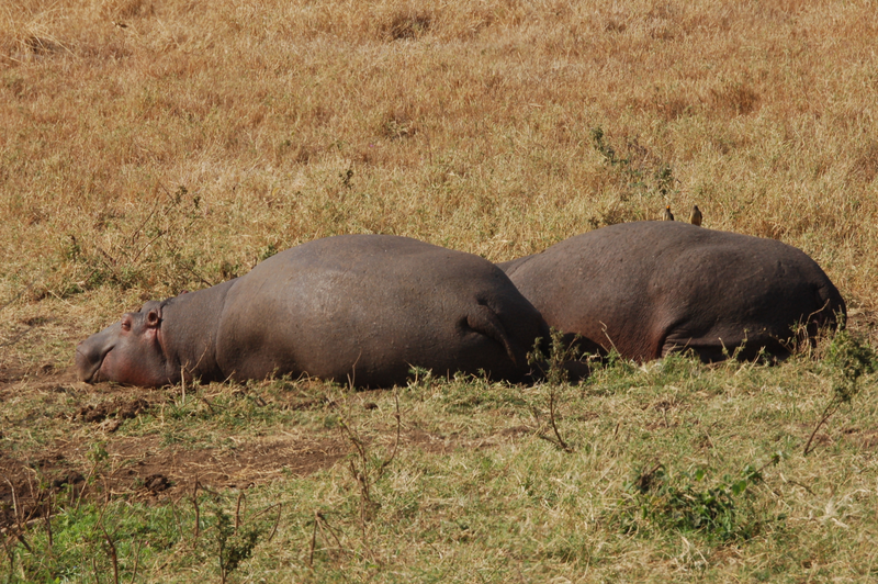 Illustration for article titled Out of Africa. Hungry Hungry Hippos.